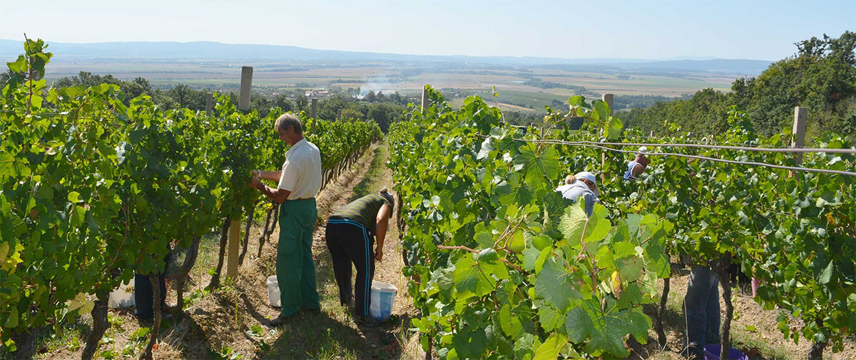 Kutjevo Harvest Kutjevo Harvest